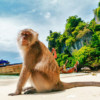 Phi Phi Island Day Tour